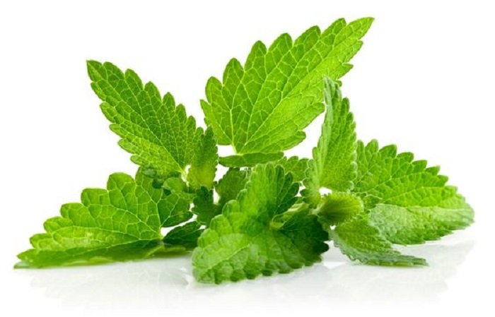 Mint Segar